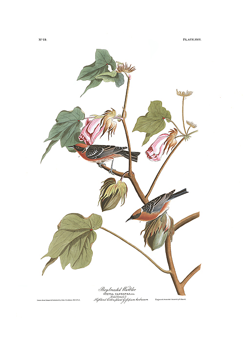 Bay-breasted Warbler